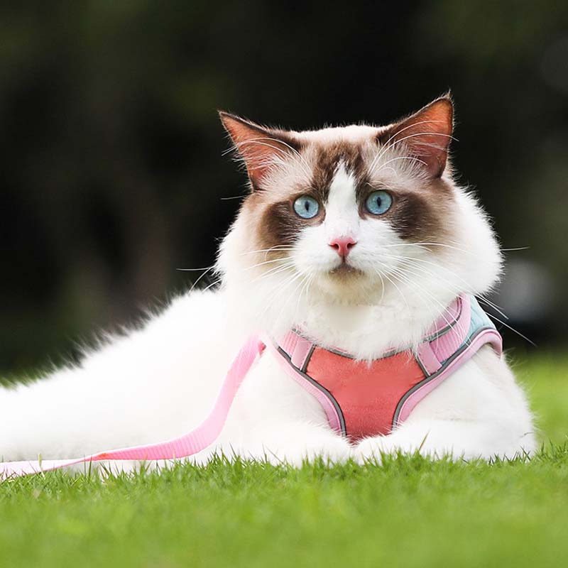 🐱Fényvisszaverő szökésgátló hám és póráz macskáknak✨